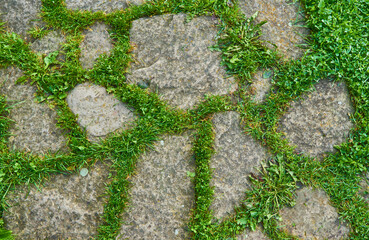 Top view of gray figured square pavement of one sized. Green grass grows in the seams.
