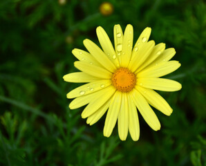 Beautiful Yellow daisy got wet by rain drops.