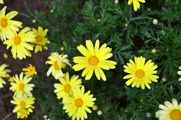 Beautiful Yellow daisy got wet by rain drops.