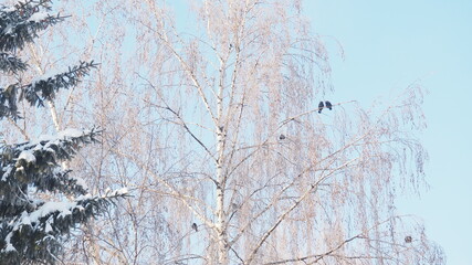 Beautiful trees at winter season with birds frozen trees against a blue sky