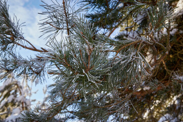 pine branch covered with frost