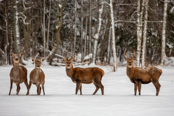 Deer at the winter forest