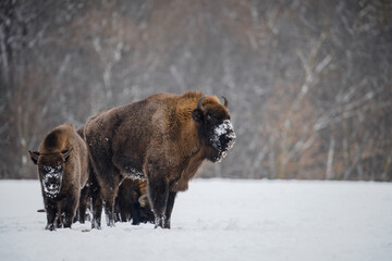 Wild bisons in winter