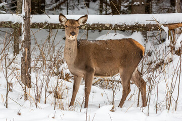 Deer at the winter forest