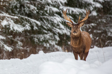 Naklejka na ściany i meble Deer at the winter forest
