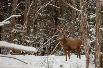 Deer at the winter forest