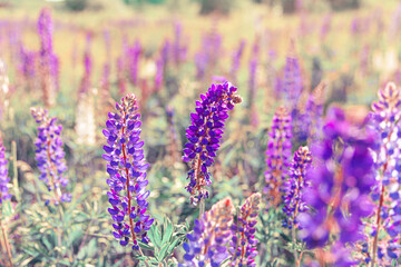 Beautiful blooming lupine flowers in spring time. Field of lupines plants background. Violet wild spring and summer flowers. Gentle warm soft colors selective focus, blurred background