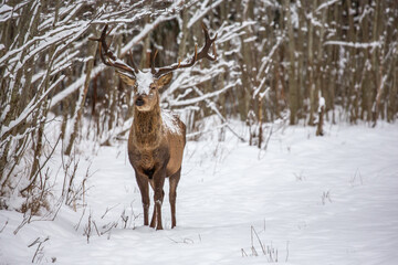 Naklejka na ściany i meble Deer at the winter forest