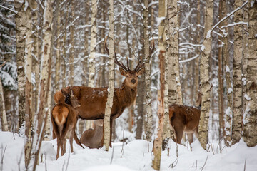 Deer at the winter forest
