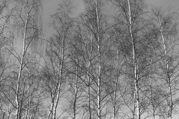 Bare Winter Birch Trees in the Sunlight in Black and White 