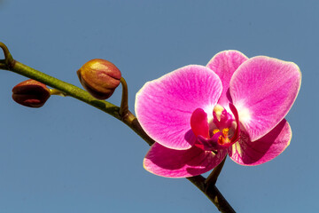 Orquídea IMG_7971