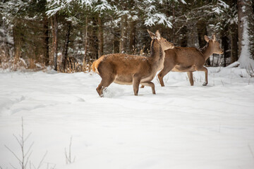 Deer at the winter forest