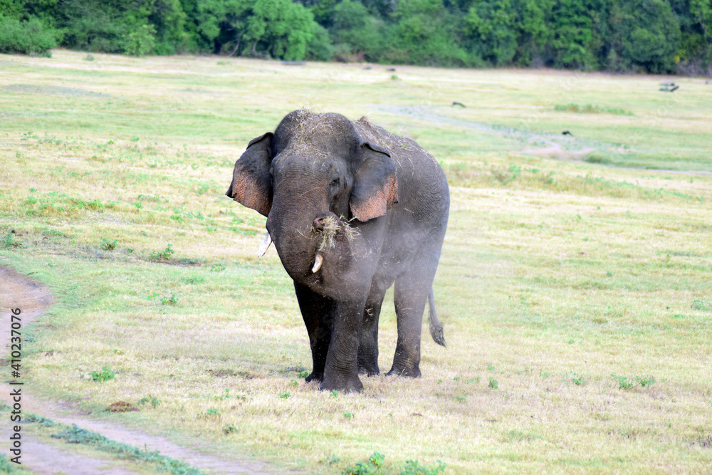 Poster Cute Ceylon elephant walking and eating grass in the park