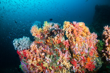 Naklejka na ściany i meble Schools of colorful tropical fish swimming around corals on a tropical reef in Asia