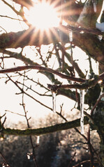 Eiszapfen am Baum im Winter - 410237692