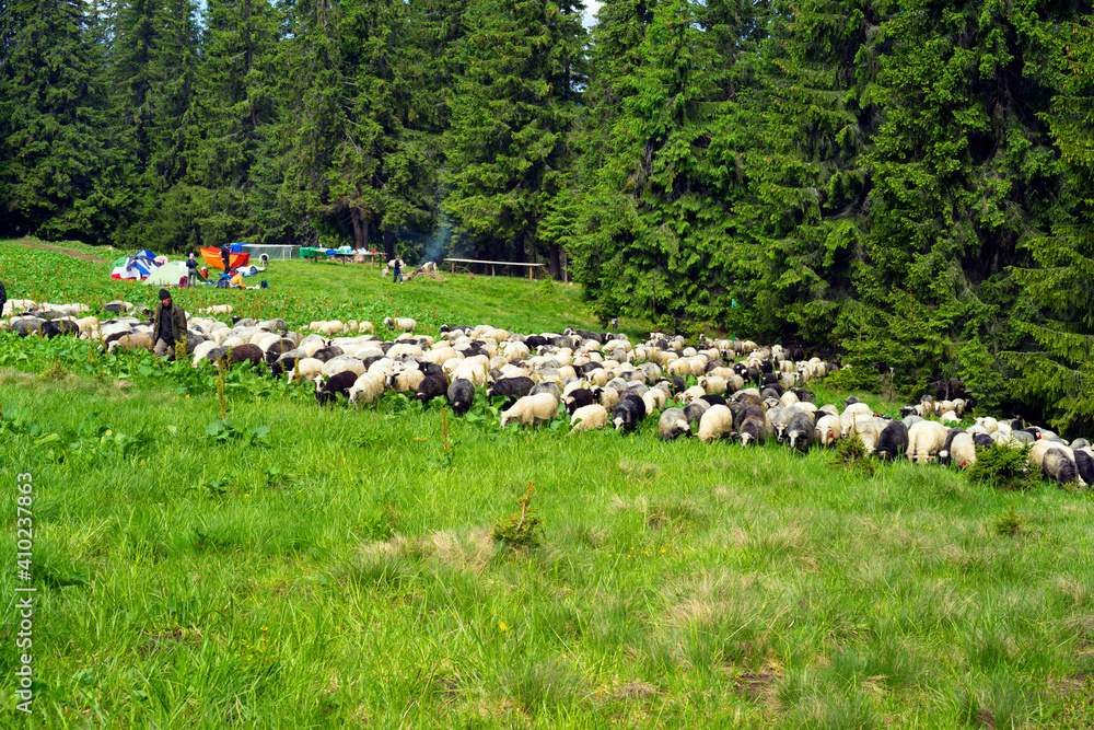 Wall mural Carpathian sheep and tents