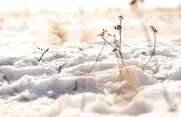 Schneebedecktes Feld mit Ackerpflanzen - 410237807