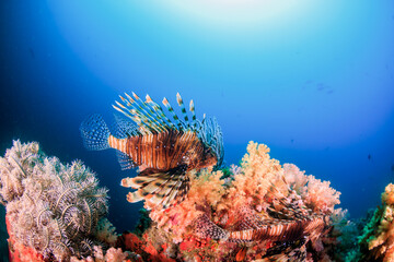 Fototapeta na wymiar Lionfish (Devil Firefish) on a tropical coral reef.