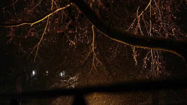 Schneegest&ouml;ber bei Nacht mit Baum und Gegenlicht