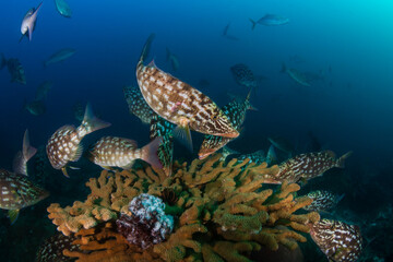 A school of long-nose Emperor fish in hunting textures swarm on a hard coral on a tropical reef