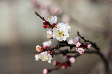 Branch with beautiful apricot blossom on nature bokeh background