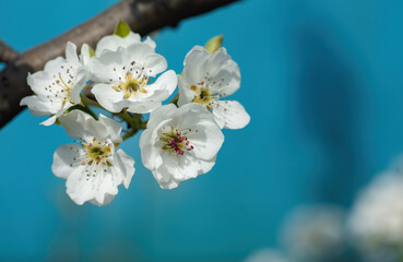 Blossoming pear with white flowers on blue sky background