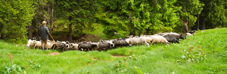 Sheep graze on the polonina Lemskaya