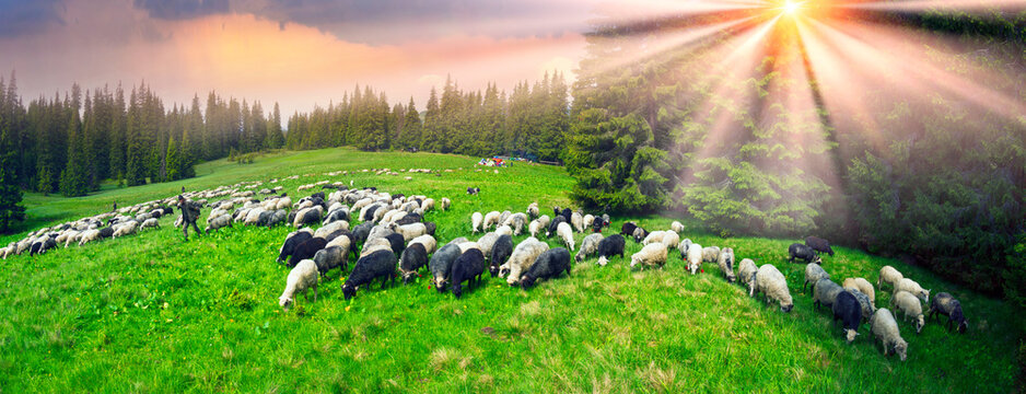 Sheep graze on the polonina Lemskaya