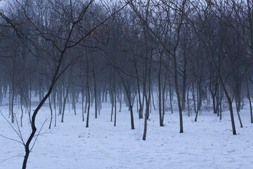 Dark trees silhouette with white snow into wintery foggy city park inspirational landscape 
