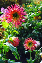 Dahlien rosarot im Spätsommer Hochformat