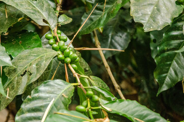 green coffe beans