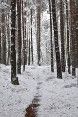 winter forest in the snow, path in the wood, fallen tree
