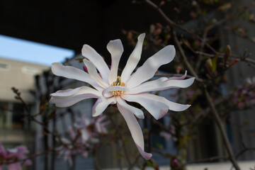 close up white flower of spring flowering magnolia tree into city park 
