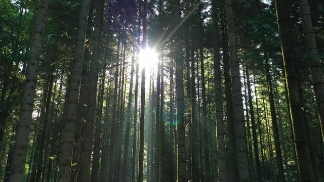 Beautiful sunny morning in the forest. Sun rays break through the trunks of magnificent green coniferous tree. Idyllic summer forest.