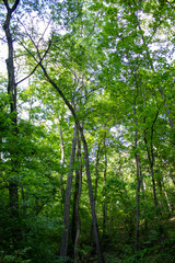 green forest in the morning