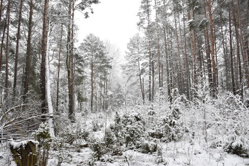 Fototapeta premium winter forest in the snow, winter landscape