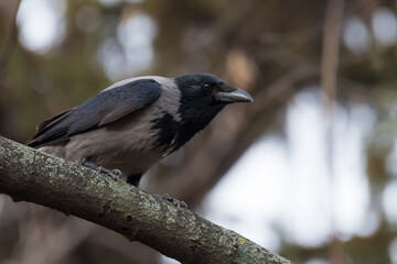 A Crow Perched on a Branch and Preparing for Take-Off