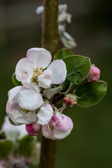 Apple blossoms in spring
