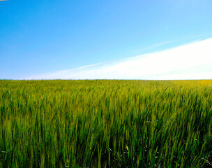 an unripe wheat field and a blue sky above it. High quality photo