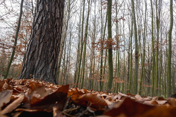 Threes and forest at autumn in Devil's grove, Prague, Czech republic