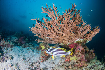 Schools of colorful tropical fish swimming around corals on a tropical reef in Asia