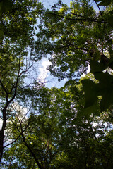 sun and trees