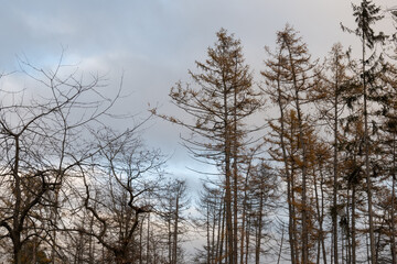 Threes in Devil's grove at autumn, Prague, Czech republic