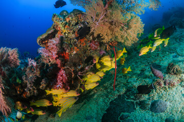 Fototapeta na wymiar School of colorful five-lined Snapper (Lutjanus quinquelineatus) on a coral reef in the Andaman Sea