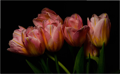 Pink and Orange tulips on a black bacground