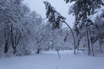 Frozen white snow covered trees into wintery city park after heavy snow fall winter day landscape 
