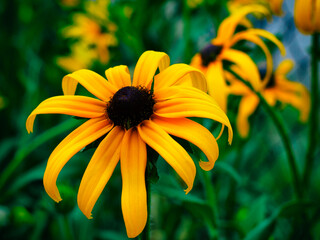 rudbeckia flower with yellow petals against other flowers and greenery. High quality photo