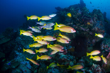 Fototapeta na wymiar School of colorful five-lined Snapper (Lutjanus quinquelineatus) on a coral reef in the Andaman Sea