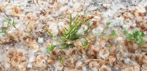The seeds and fluff of Ulmus minor on the ground in the spring. Panorama.