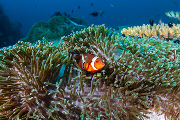 Fototapeta na wymiar Cute Clownfish in its home anemone on a coral reef in the Andaman Sea